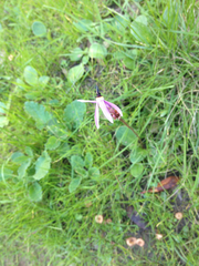 Dodecatheon
