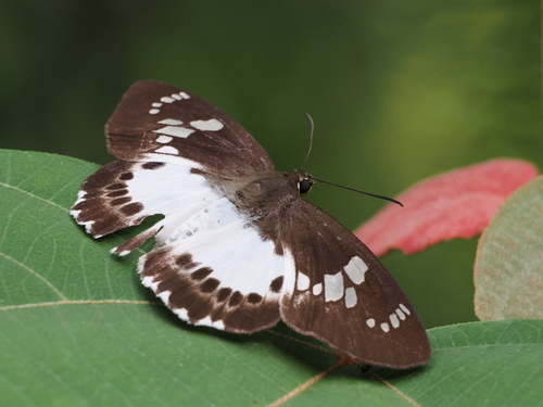 Satarupa formosibia