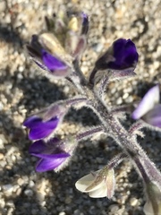 Lupinus shockleyi