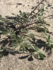 Lupinus shockleyi