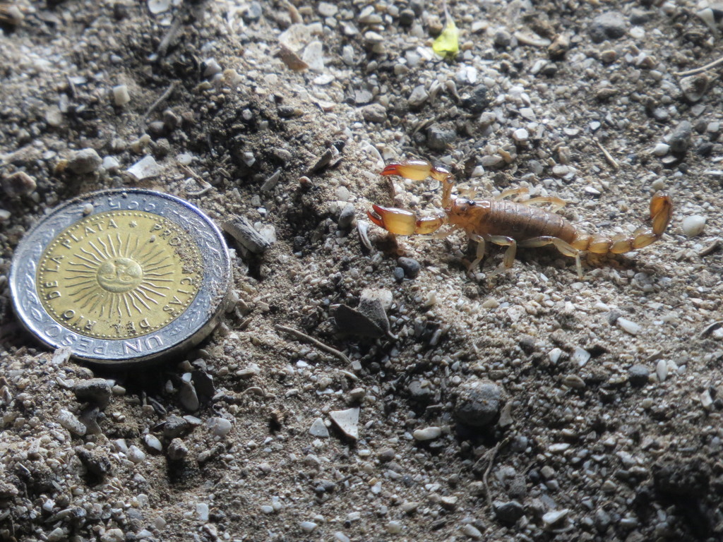 Bothriurus flavidus