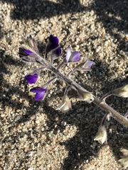 Lupinus shockleyi
