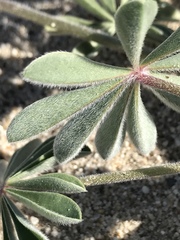 Lupinus shockleyi