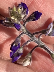 Lupinus shockleyi
