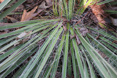 Yucca louisianensis