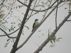 Tyrannus niveigularis