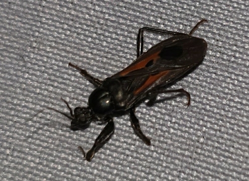 Peirates atromaculatus