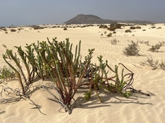 Euphorbia paralias image