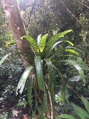 Vriesea hieroglyphica