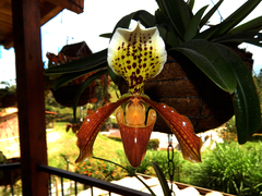 Paphiopedilum