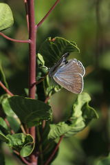 Iolana iolas
