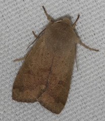 Orthosia pacifica