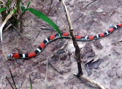 Xenodon pulcher
