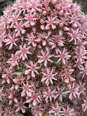 Aeonium lancerottense image