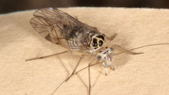 Teliapsocus conterminus