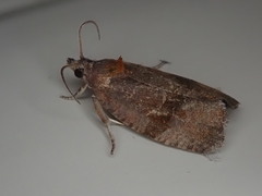 Evora hemidesma
