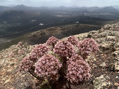 Aeonium lancerottense image