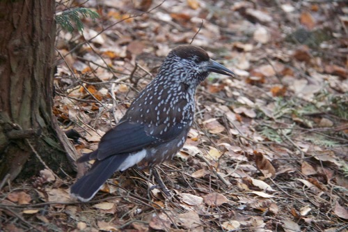 Cascanueces común (Nucifraga caryocatactes)
