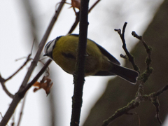 Cyanistes caeruleus