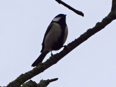 Parus major
