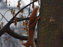 Sciurus vulgaris