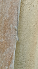 Anolis aeneus