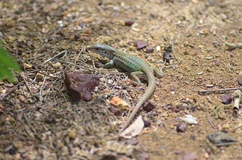 Ameivula ocellifera