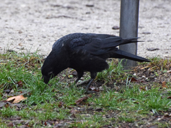 Corvus corone