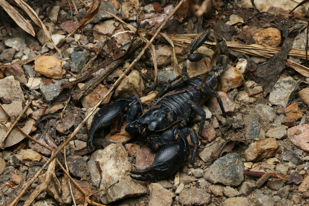Asian forest scorpions