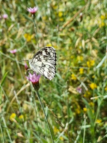 Marbled White