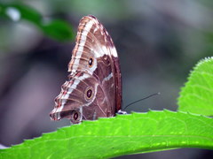 Morpho helenor achillides