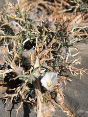 Convolvulus acanthocladus