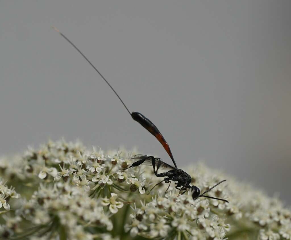 Gasteruption caucasicum