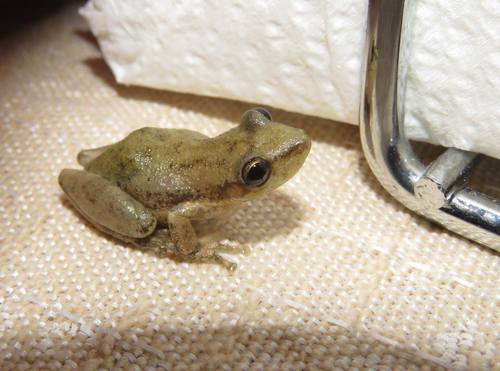 Scinax nasicus
