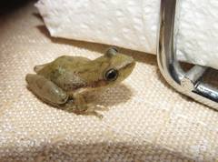 Scinax nasicus