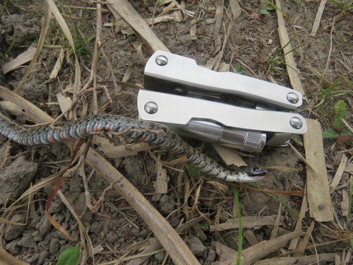 Lygophis anomalus