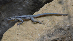 Tropidurus semitaeniatus