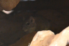 Galea spixii