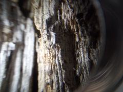 Chaenotheca brunneola