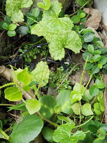 Peperomia pellucida