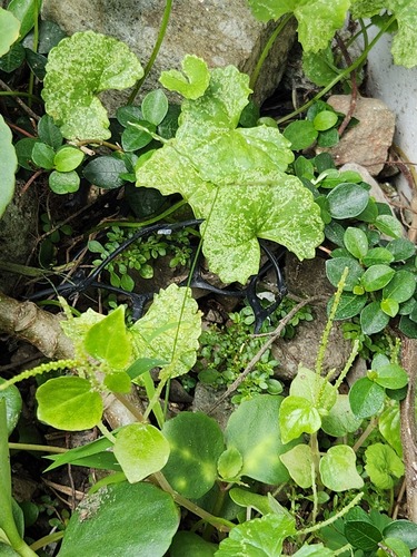 Peperomia pellucida