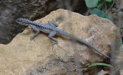 Tropidurus semitaeniatus