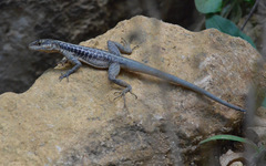 Tropidurus semitaeniatus