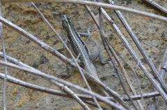 Tropidurus semitaeniatus