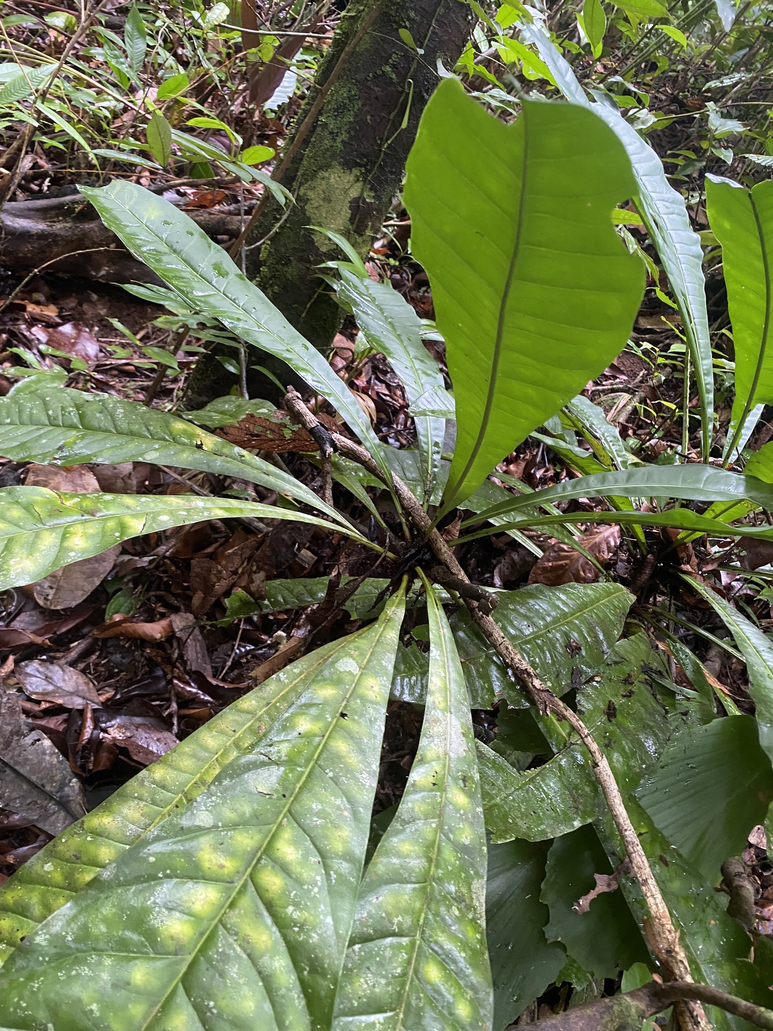 Imagem de Língua-de-tucano