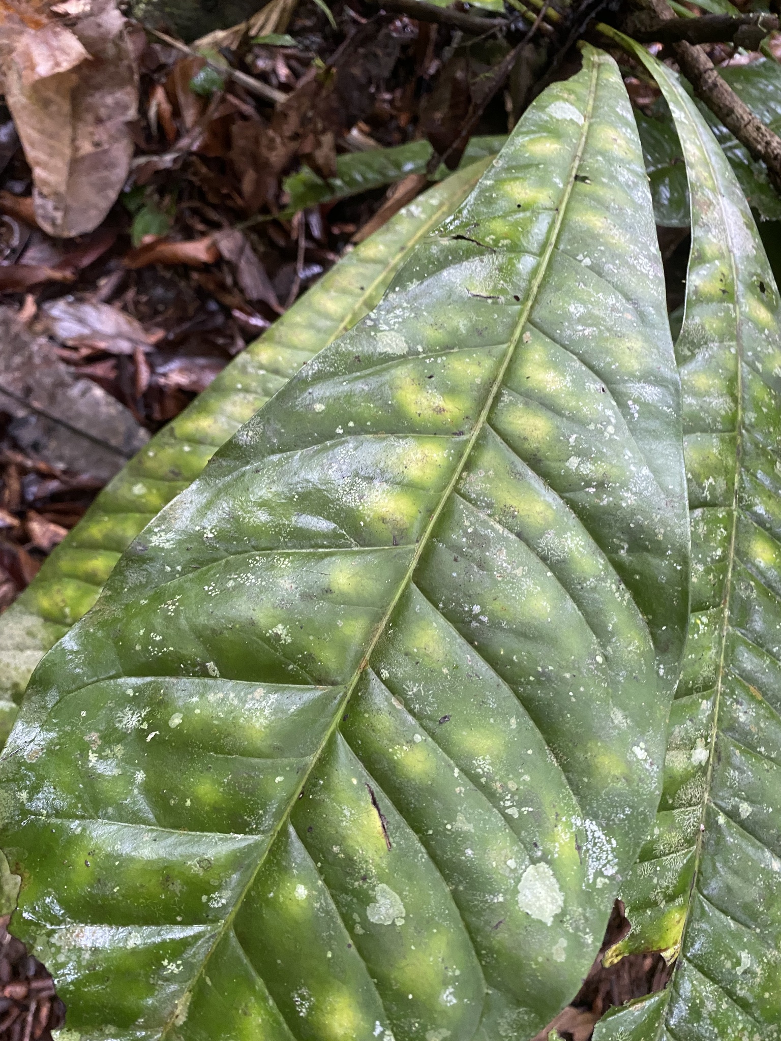 Imagem de Língua-de-tucano