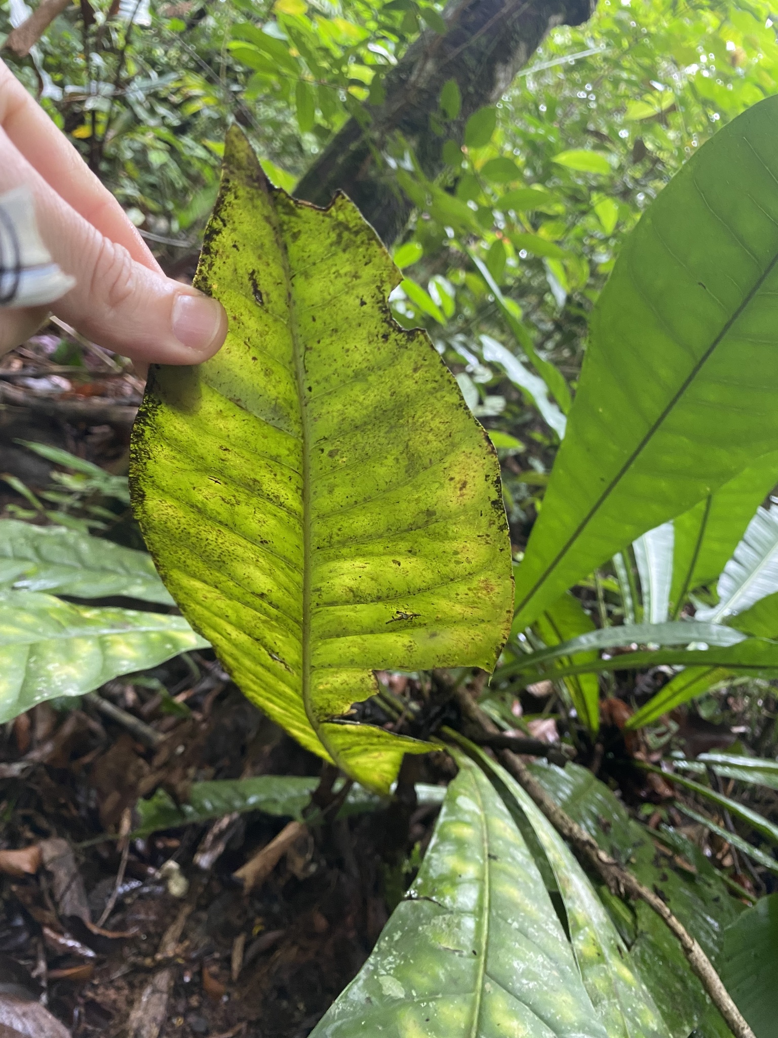Imagem de Língua-de-tucano