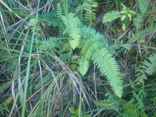 Nephrolepis × copelandii iNat (2)