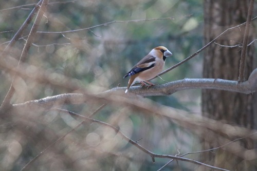 Picogordo común (Coccothraustes coccothraustes)
