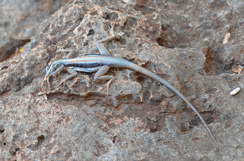 Striped Lava Lizard